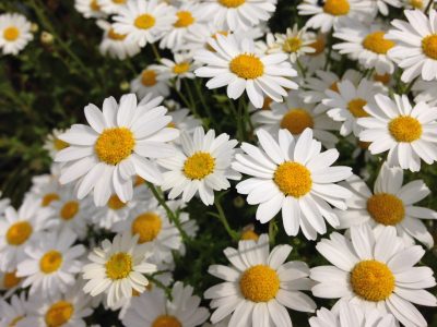 朝倉千恵子ブログ