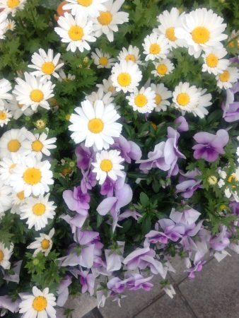 朝倉千恵子ブログ