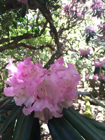 朝倉千恵子ブログ