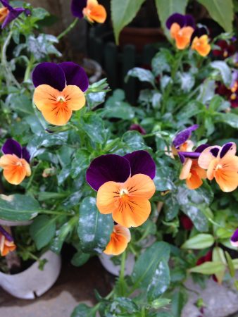 朝倉千恵子ブログ